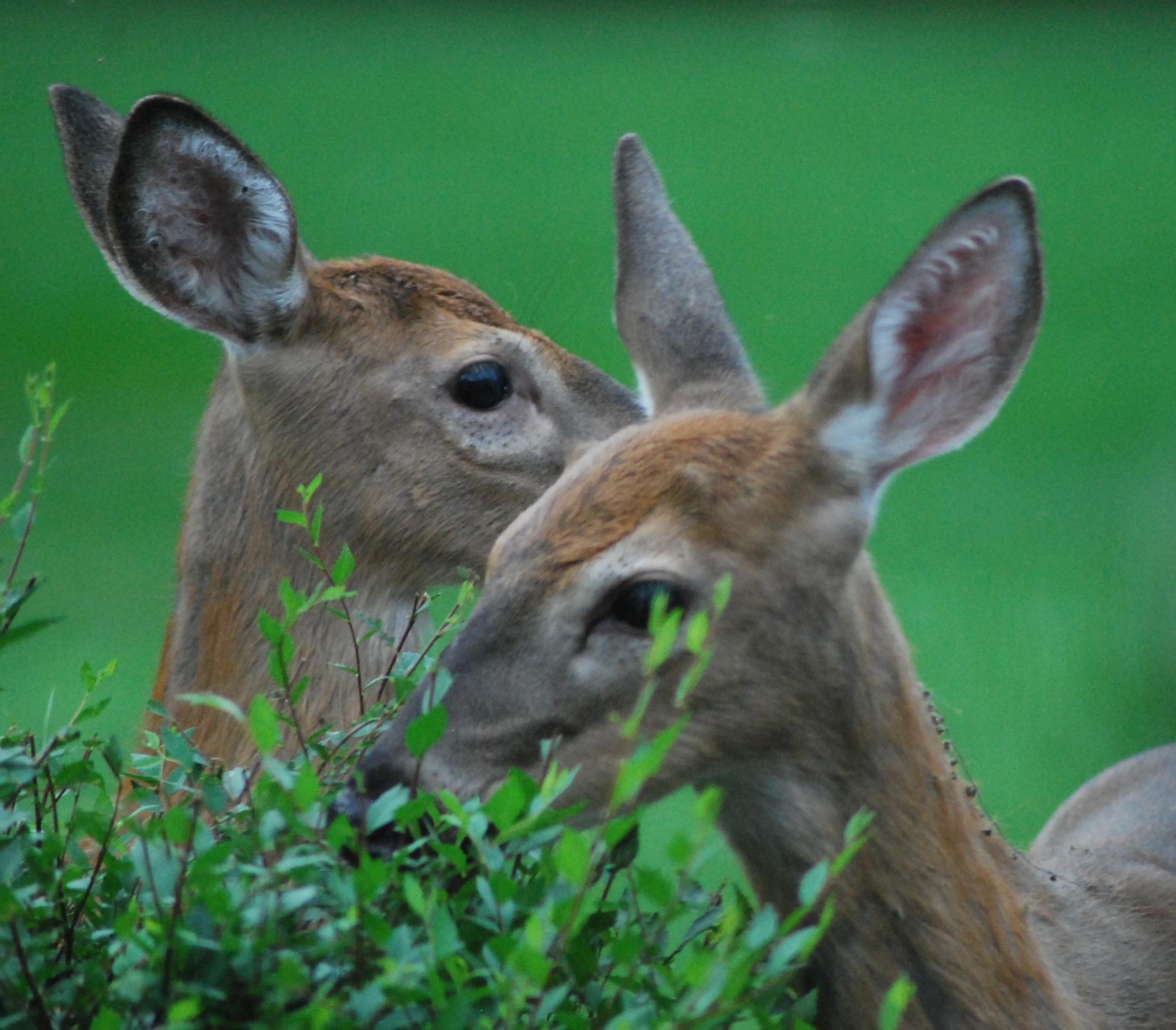 Deer Siblings.